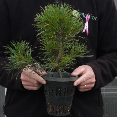 Christmas Tree - Lace back Pine in 1L pot